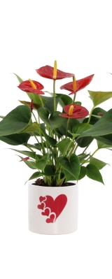 Anthurium plant