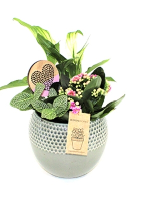 Mother's plant