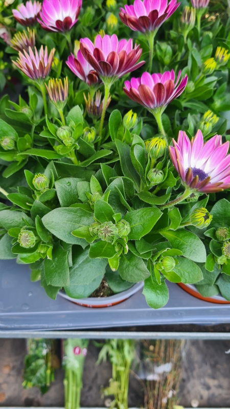 Osteospermums plant