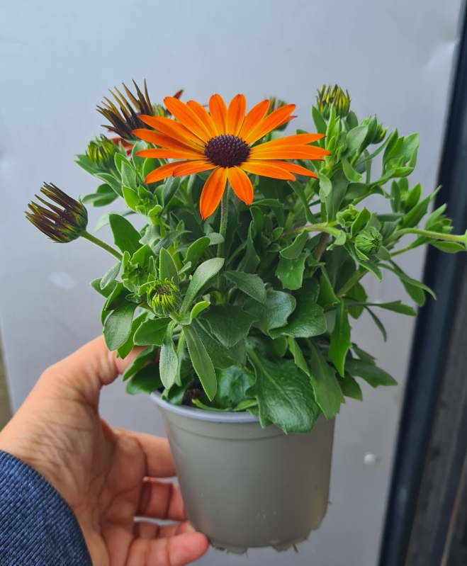 Osteospermums plant
