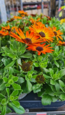 Osteospermums plant