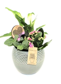 Mother's plant