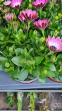 Osteospermums plant