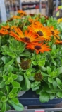 Osteospermums plant